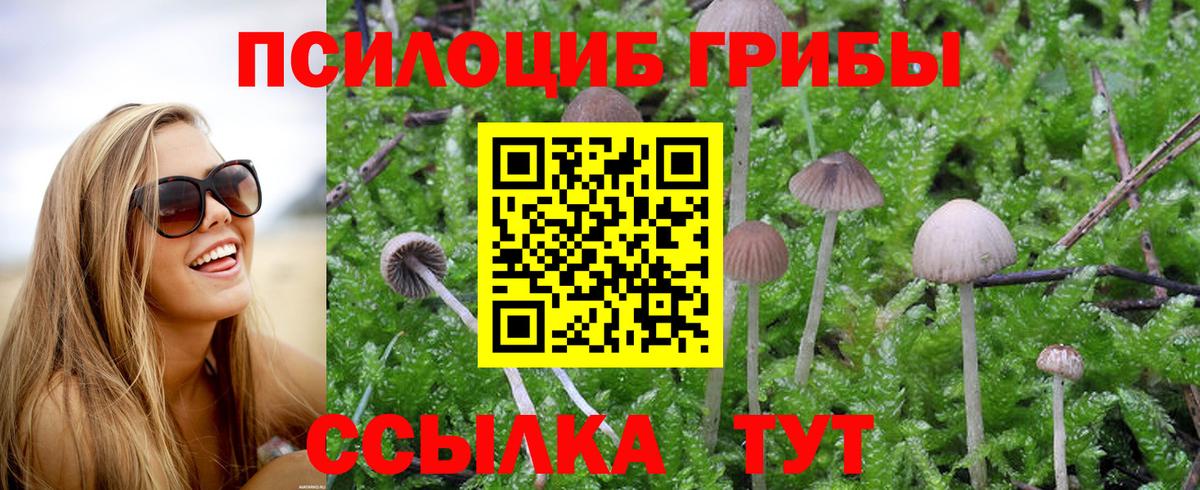 Псилоцибиновые грибы Psilocybe  Псилоцибиновые грибы GOLDEN TEACHER  Вход с VPN  Верхняя Пышма 